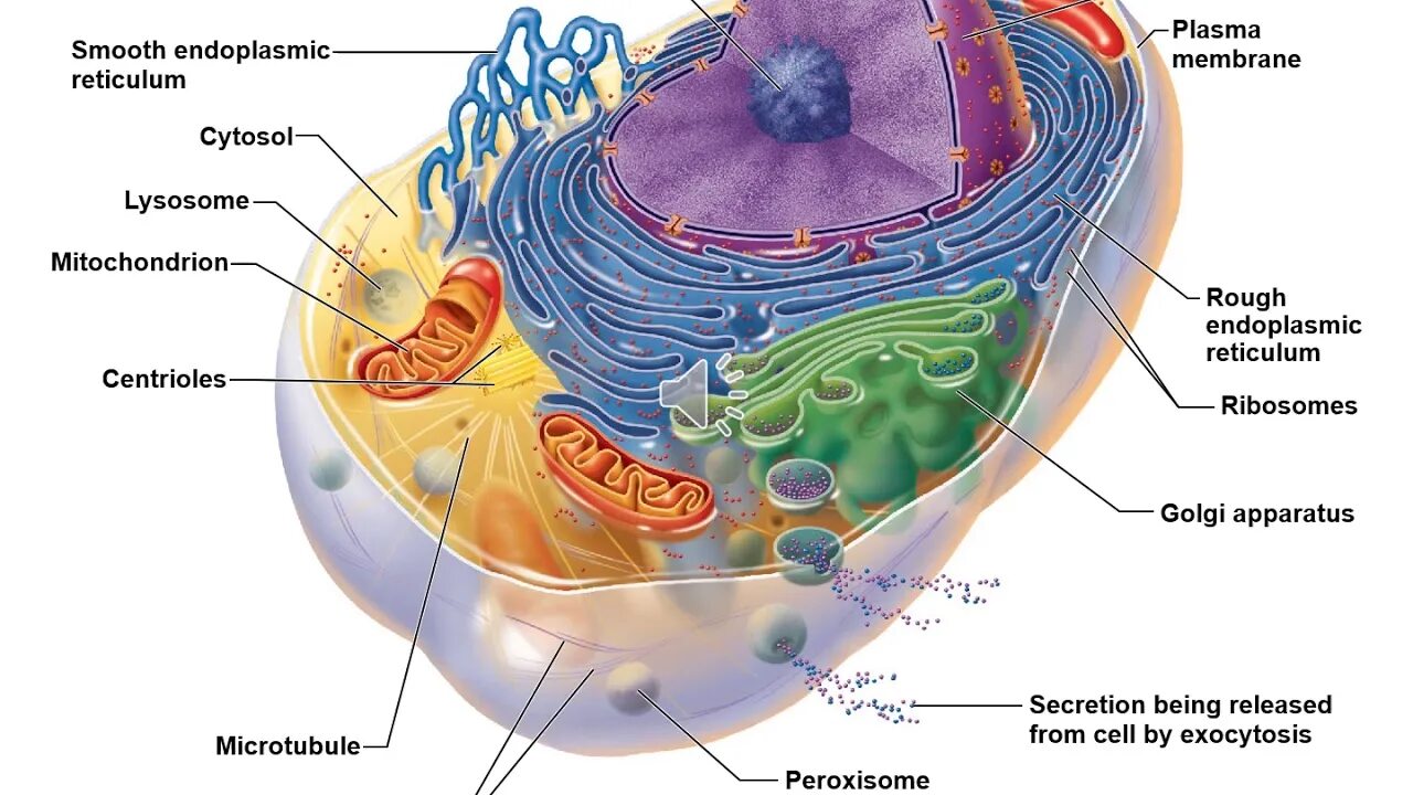 Клеточное строение фото 3a Cells - YouTube