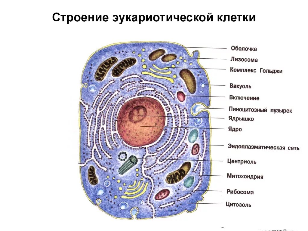 Клеточное строение фото Последовательность увеличения уровня организации структур клетки: найдено 90 изо