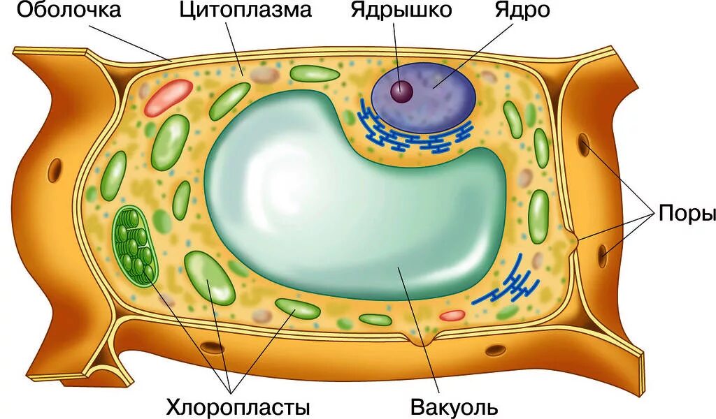 Клеточное строение фото Картинки 3 СТРОЕНИЕ РАСТИТЕЛЬНОЙ КЛЕТКИ