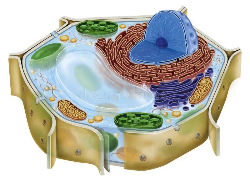 Клеточное строение фото Plant cell stock illustration. Illustration of nucleoplasm - 37863731