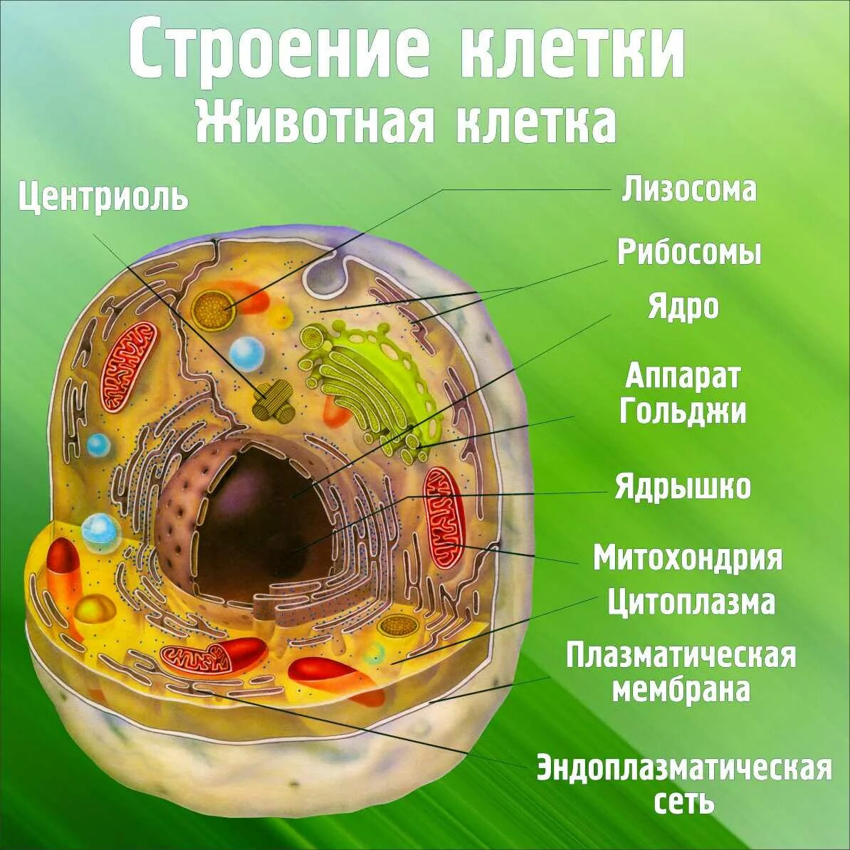 Клеточное строение фото Стенд "Строение клетки. Животная клетка" СШО 00005 - Магазин стендов и наглядных