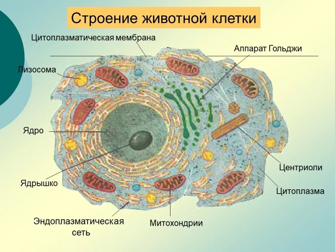 Клеточное строение фото Строение клетки организма человека
