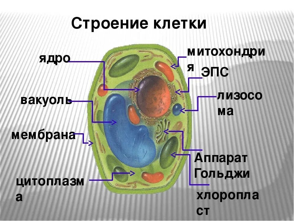 Клеточное строение фото Части строения растительной клетки