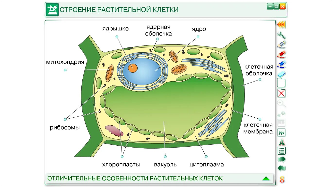 Клеточное строение фото Клеточная структура растительной клетки