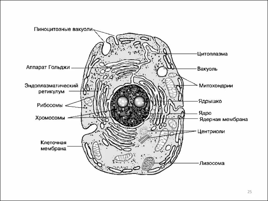 Клеточное строение фото Схема строения клетки рисунок