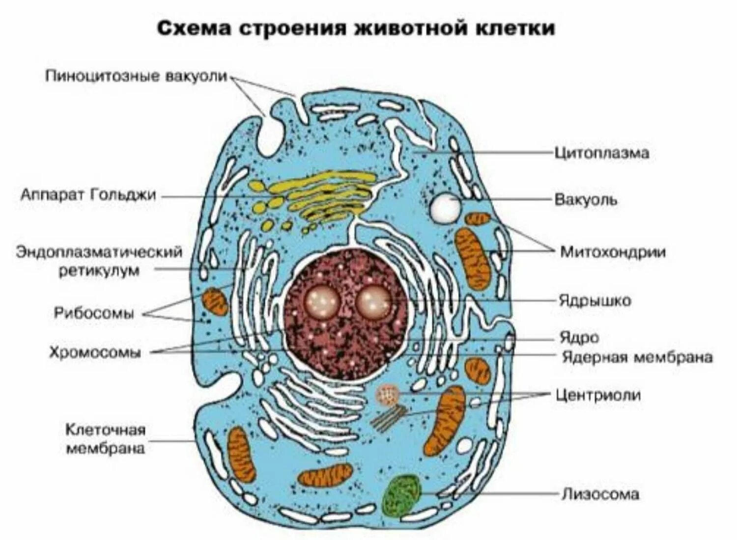 Клеточное строение фото Гдз по рускому я зыку Углубленное изучение биологии, Уроки биологии, Растительна