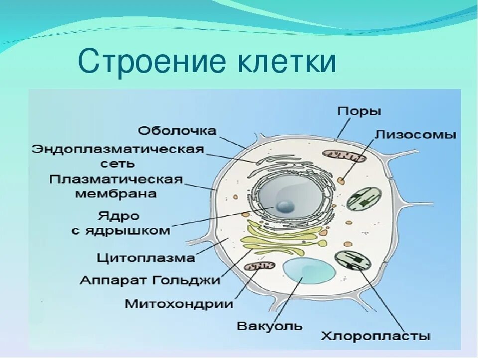Клеточное строение фото Картинки КЛЕТКА СТРОЕНИЕ УРОК 5 КЛАСС