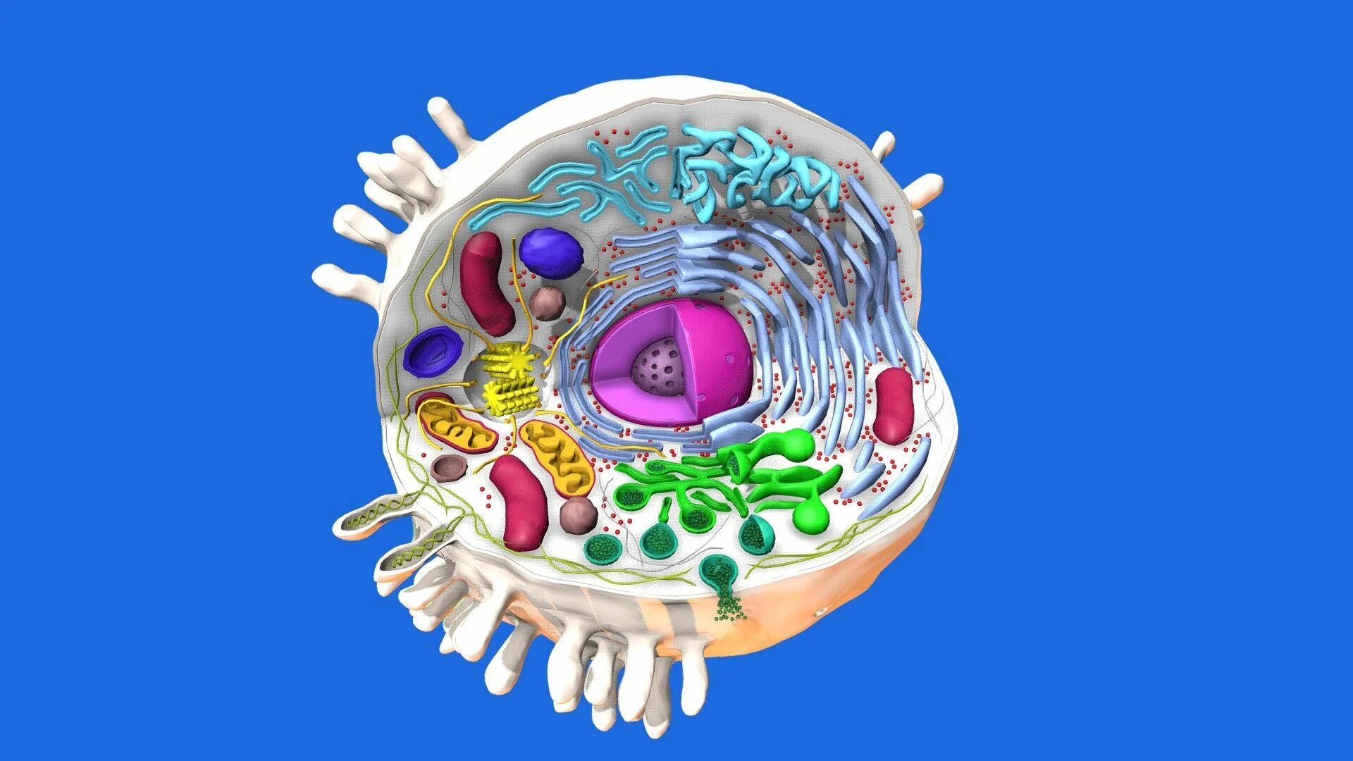 Клеточное строение фото Animal Cell - 3D model by norriscl 583c403 - Sketchfab