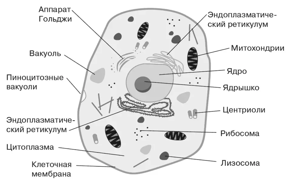 Клеточное строение фото Схематичное строение клетки: найдено 82 картинок