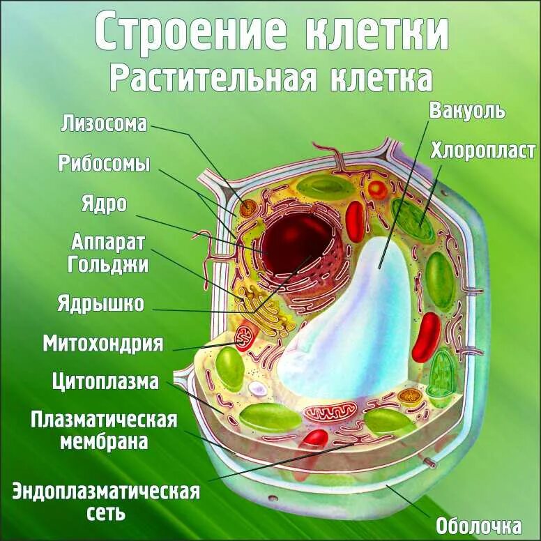 Клеточное строение фото Стенд "Строение клетки. Растительная клетка" СШО 00004 - Магазин стендов и нагля
