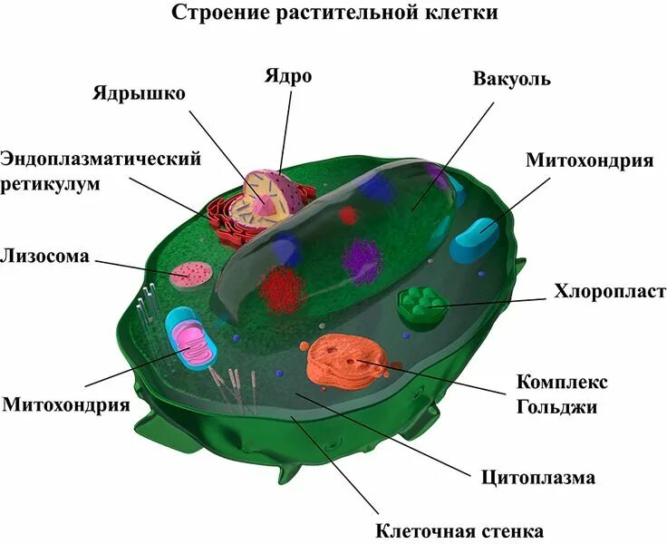 Клеточное строение фото Строение растительной клетки Растительная клетка, Биология, Уроки биологии