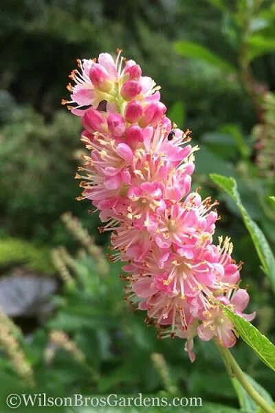 Клетра ольхолистная фото и описание кустарника Ruby Spice Summersweet - Clethra Plants, Fragrant flowers, Trees to plant