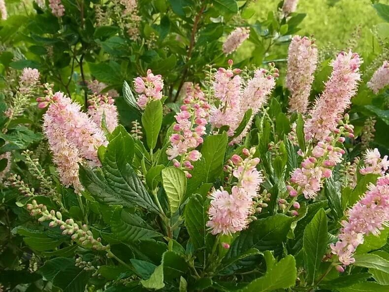 Клетра ольхолистная фото и описание кустарника Декоративные кустарники, которые преобразят сад летом САД Дзен