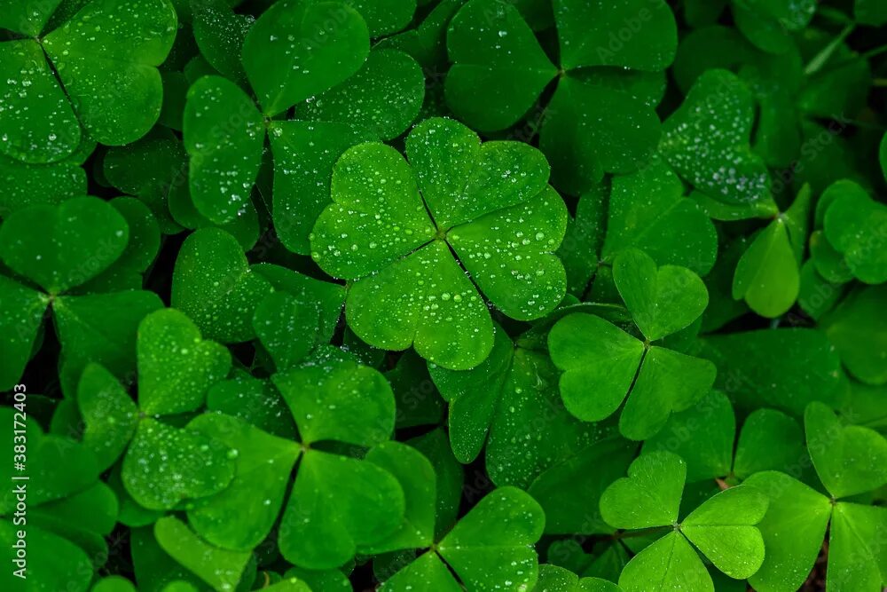 Клевер фото листьев four leaf clover on green shamrock background фотография Stock Adobe Stock