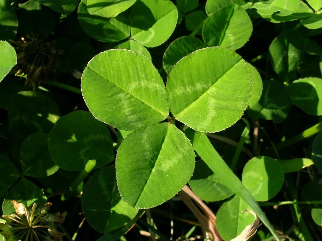 Клевер фото листьев Trifolium repens leaf NC2 Introduced yearlong-green perenn. Flickr