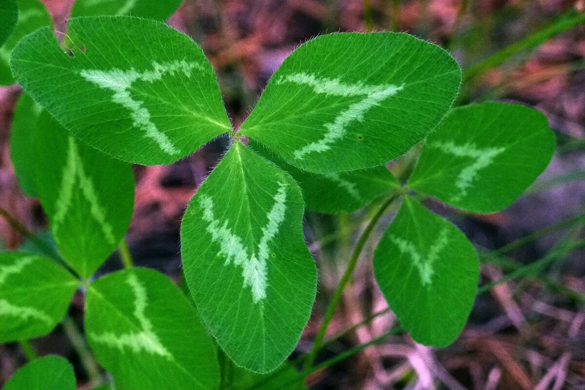 Клевер фото листьев Free Images : nature, leaf, flower, floral, herb, botany, flora, clover, wildflo