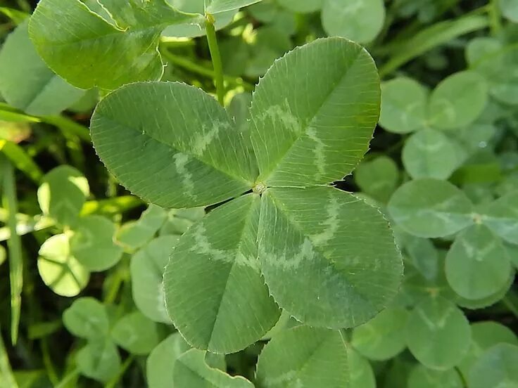 Клевер фото листьев Pin by Jannie Hopman on moodboard Old things, Vines, Plant leaves
