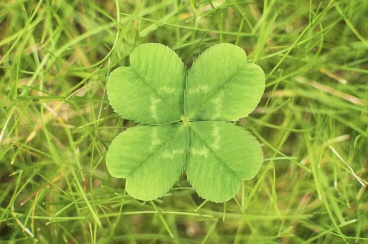 Клевер фото листьев #clover #lucky #love #luck #hope #faith #peace Clover leaf, Four leaf clover, Le