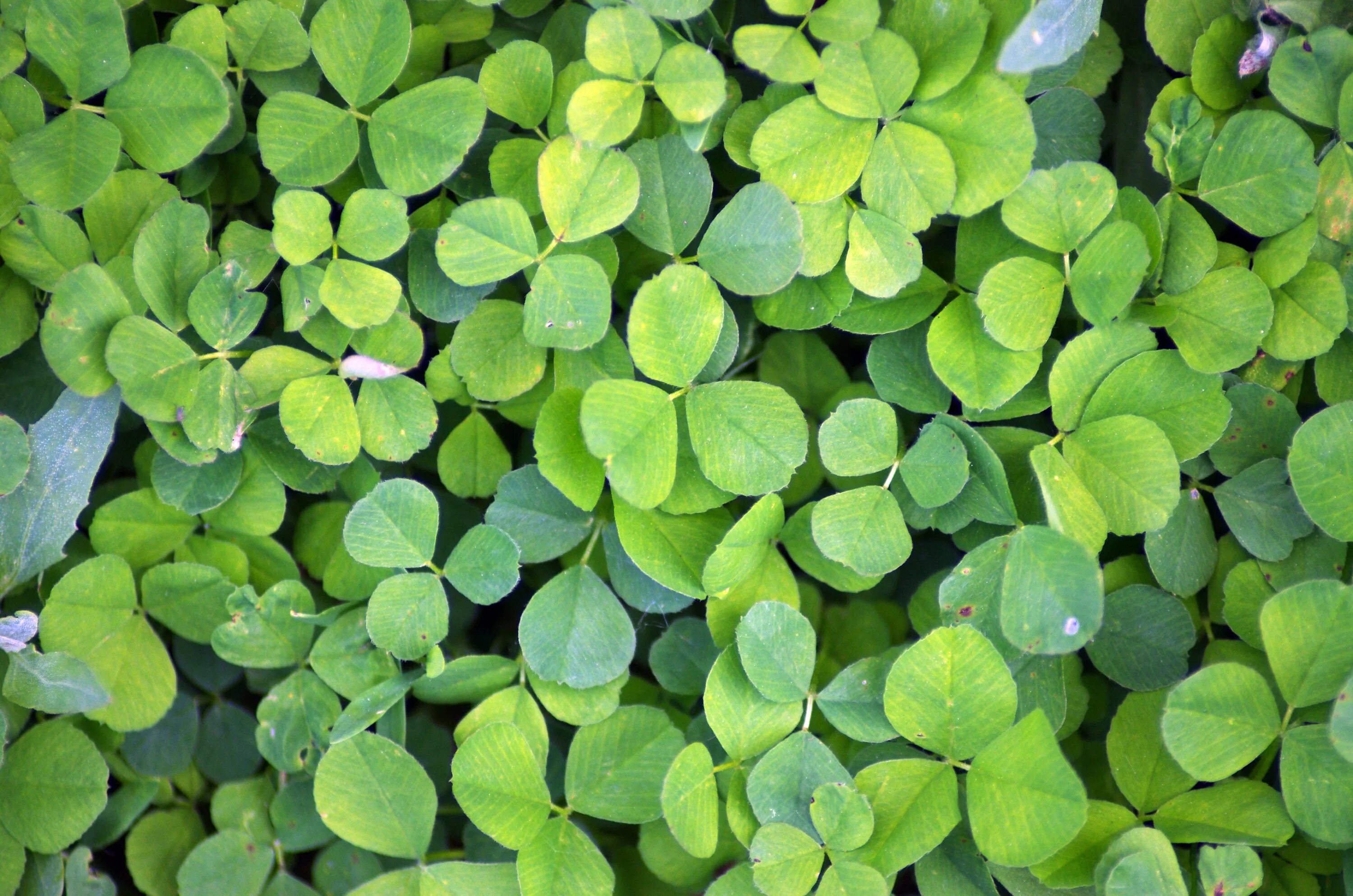 Клевер фото листьев Free Images : nature, leaf, flower, foliage, spring, green, herb, clover, ground