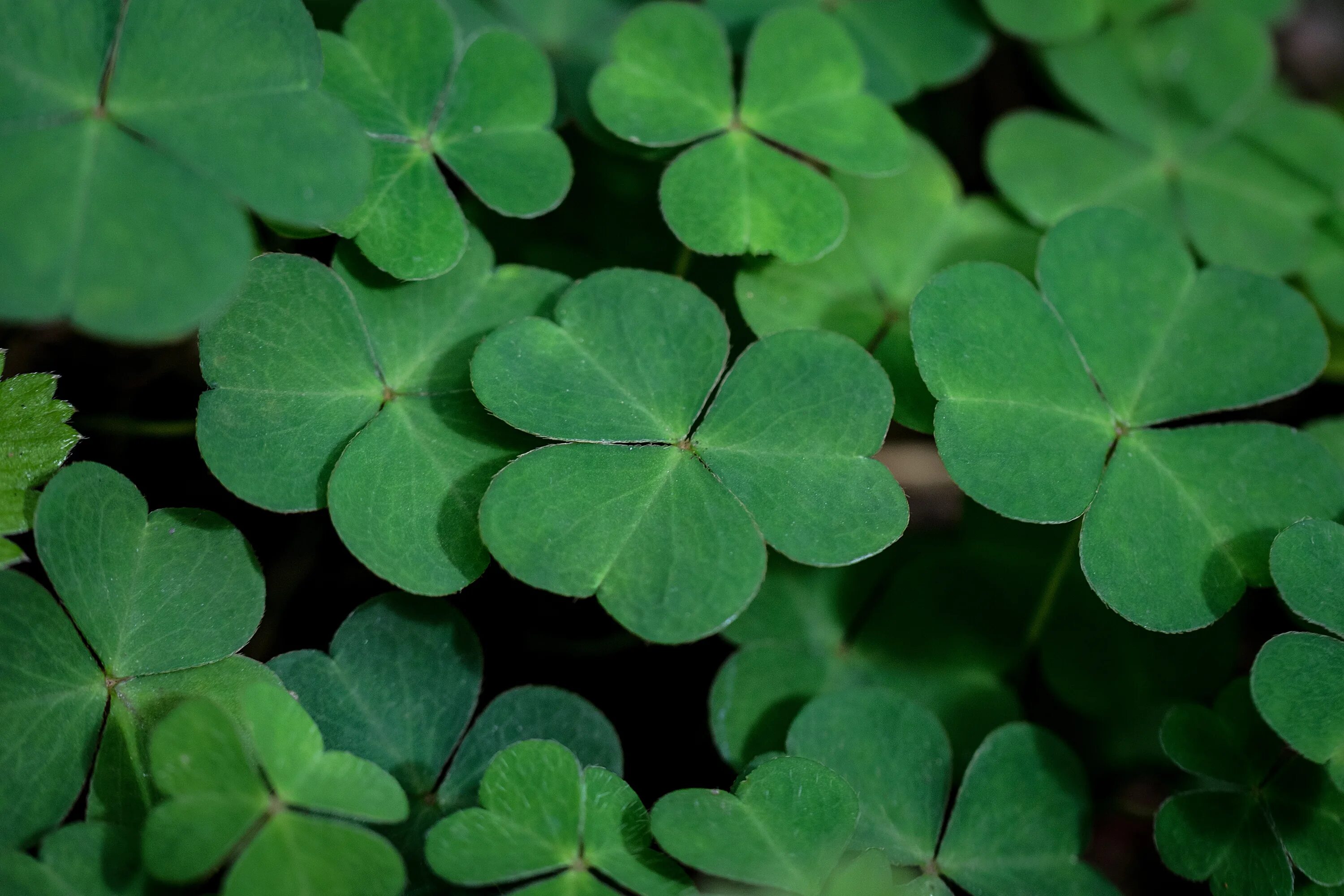 Клевер фото листьев Free Images : nature, leaf, flower, petal, summer, green, botany, flora, clover,
