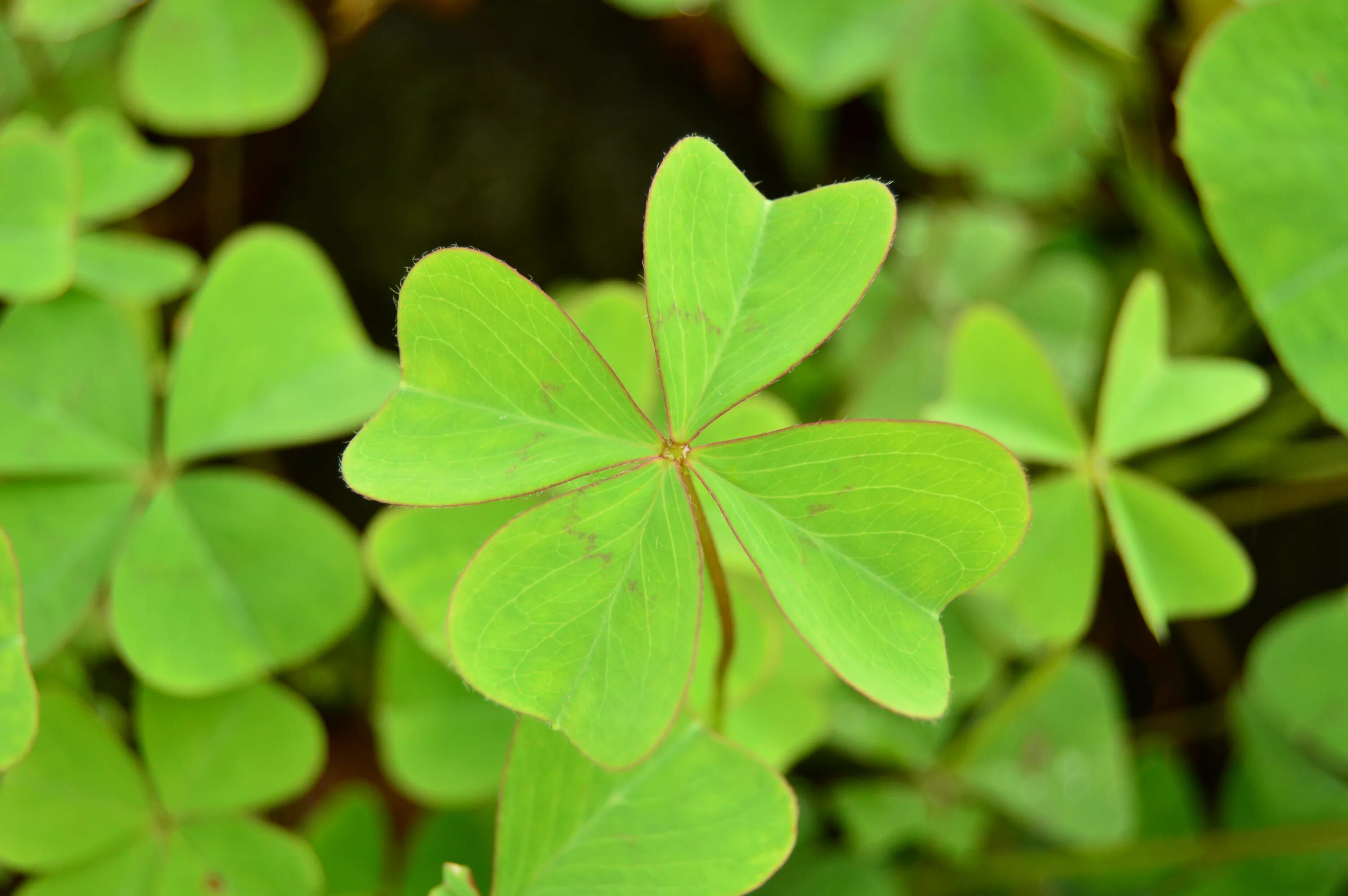 Клевер фото листьев Free Images : grass, leaf, green, flora, vegetation, shamrock, macro photography