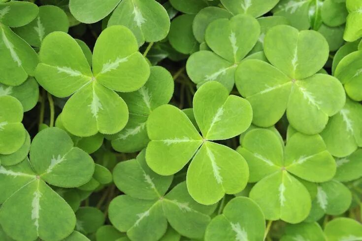 Клевер фото листьев The difference between a shamrock and a four-leaf clover