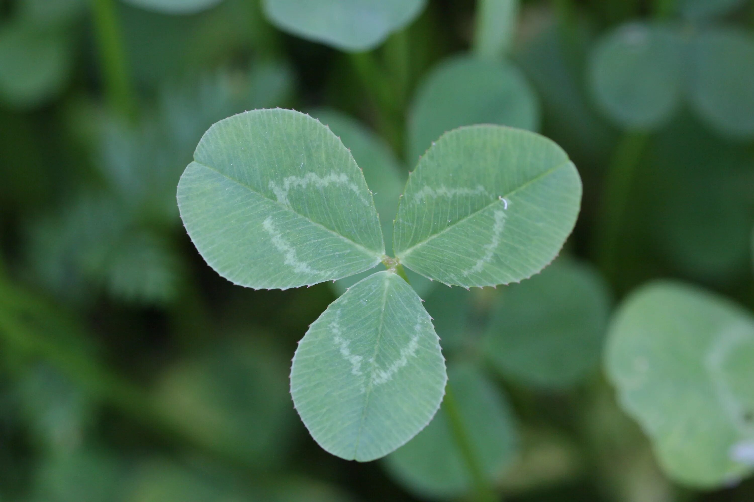Клевер фото листьев White clover - Trifolium repens - Plant & Pest Diagnostics