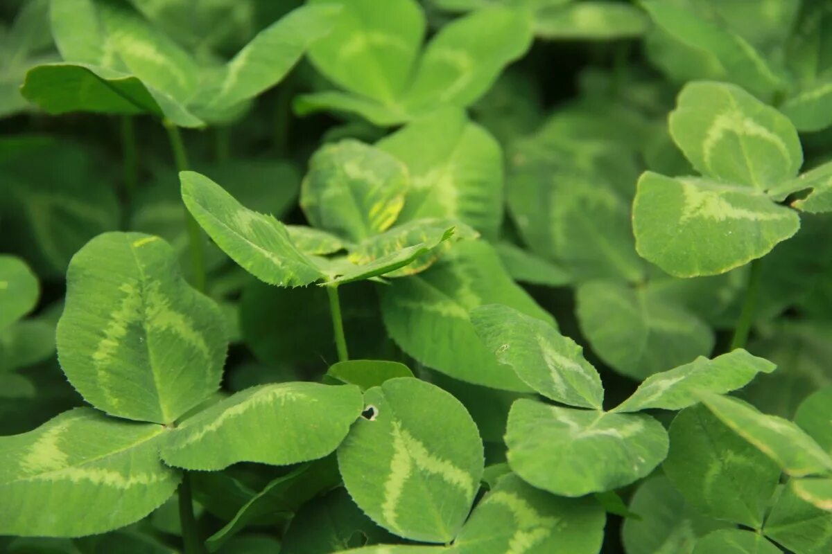 Клевер фото листьев Free Images : flower, spring, green, herb, produce, natural, fresh, botany, shru