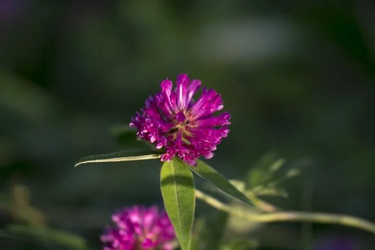 Клевер фото цветов Red Clover Flower Summer - Free photo on Pixabay Clover flower, Free photos, Flo