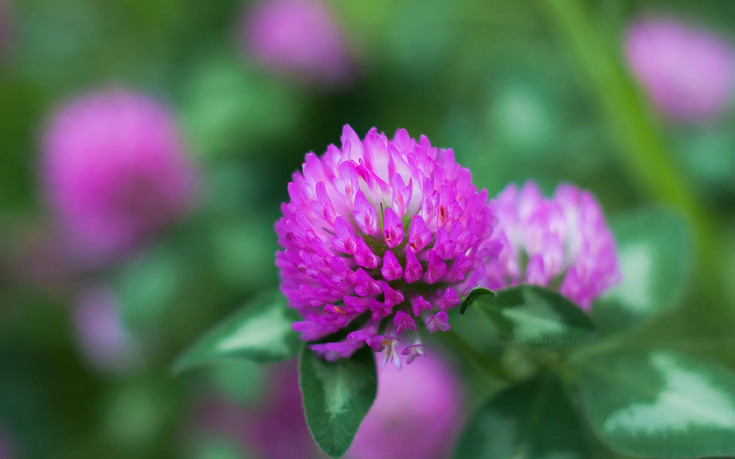 Клевер фото цветов Скачать обои flower, macro, bokeh, clover, раздел цветы в разрешении 2560x1600