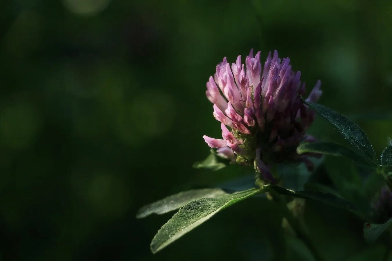 Клевер фото цветов Clover in magic. #pulvinar_fata_магия_трав The three-leaf clover is the emblem o