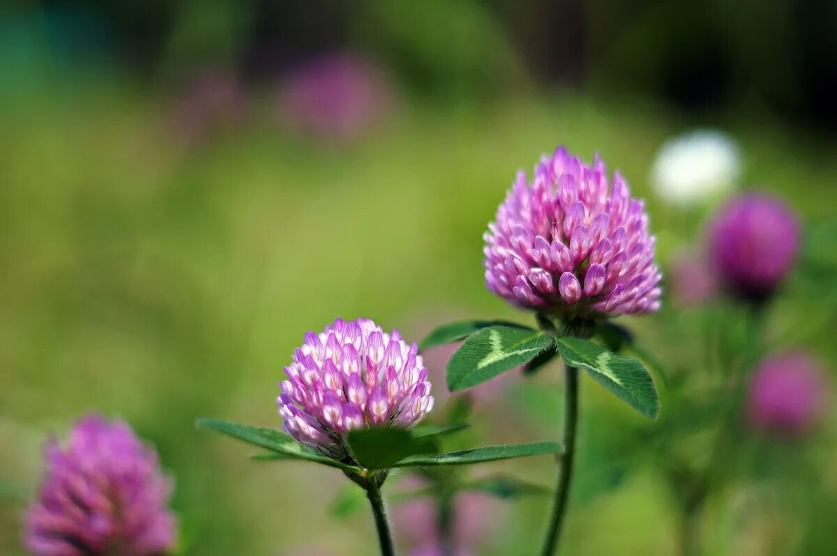 Клевер фото цветов Free Images : Wild Korea, wild flower, flowering plant, red clover, purple, pink