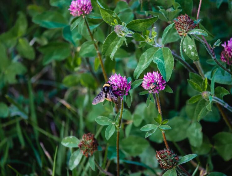 Клевер горный фото red clover - The Alchemist's Kitchen