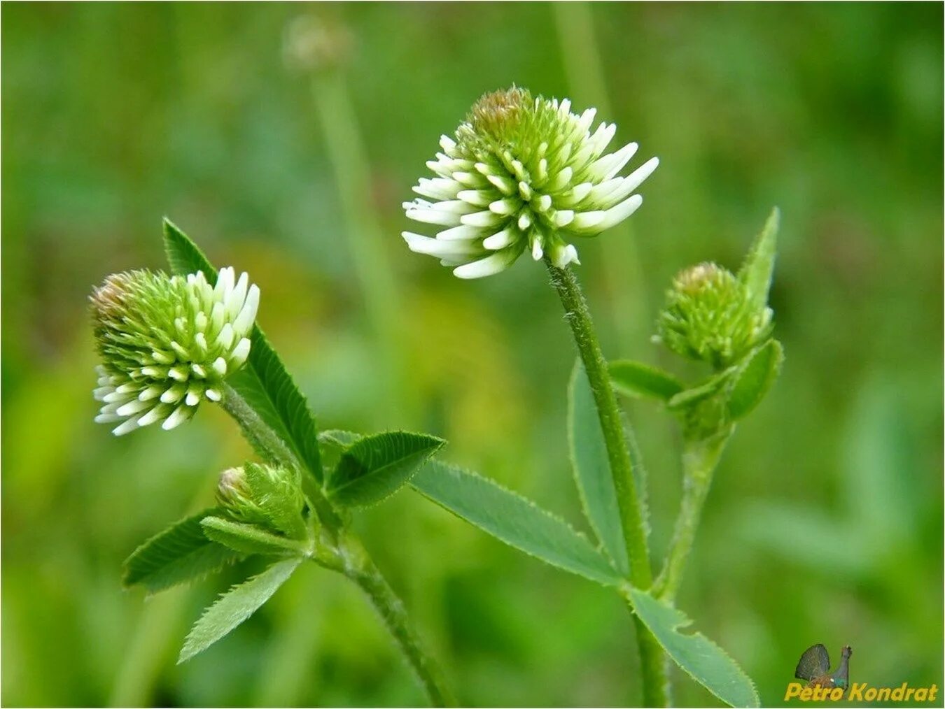 Клевер горный фото Trifolium montanum - Image of an specimen - Plantarium