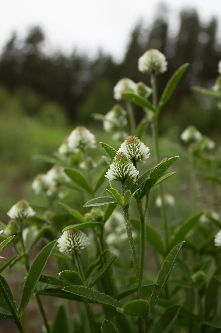 Клевер горный фото Trifolium montanum - Изображение особи - Плантариум