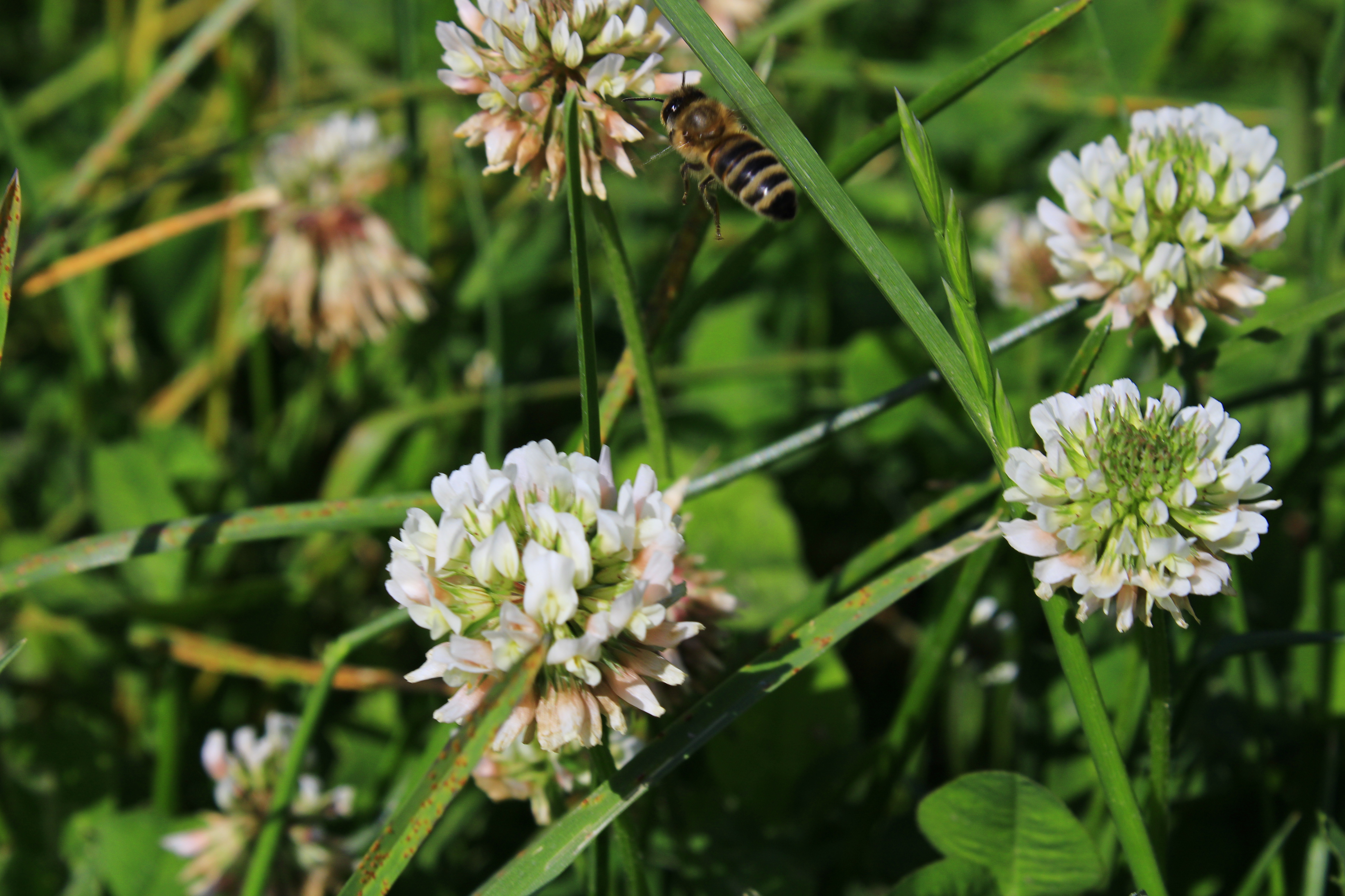 Клевер горный фото File:Creeping clover with a bee.jpg - Wikimedia Commons