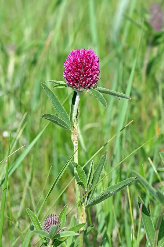 Клевер горный фото Trifolium alpestre - Image of an specimen - Plantarium