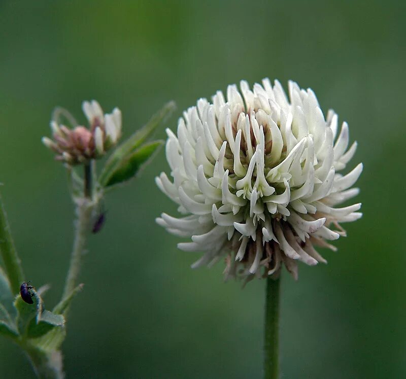 Клевер горный фото Trifolium montanum - Image of an specimen - Plantarium