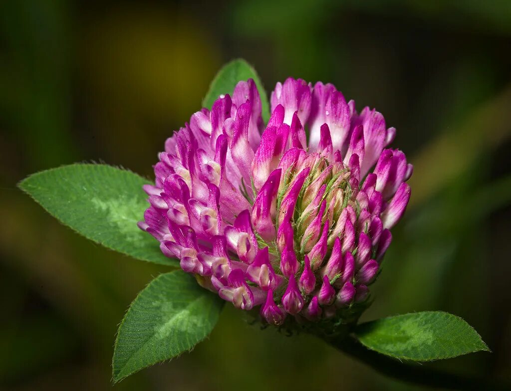 Клевер красный фото Red clover Red clover (Trifolium pratense) flower. Kwiat k. Flickr