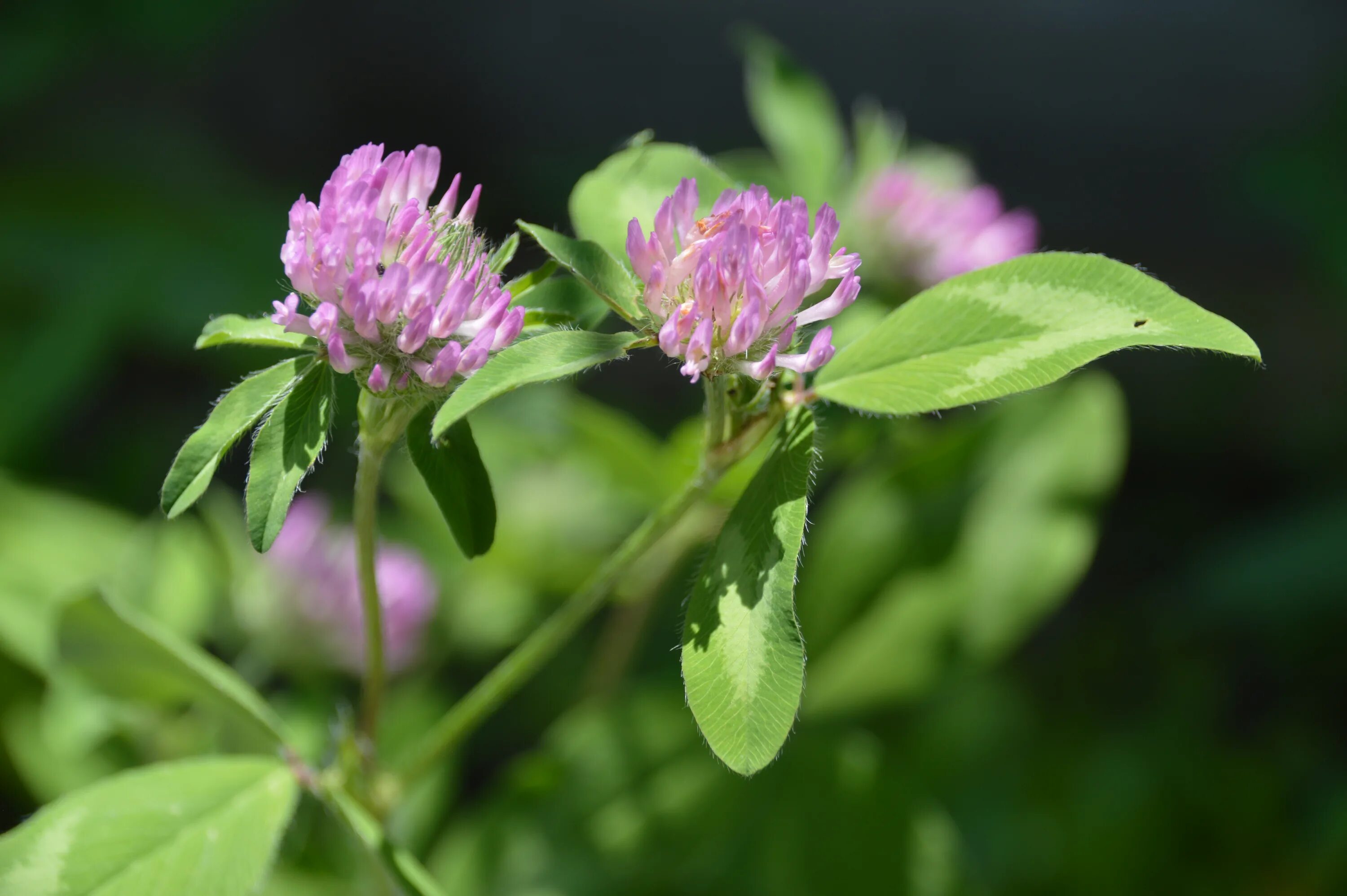 Клевер красный фото File:Red clover (Trifolium pratense) (3).JPG - Wikimedia Commons