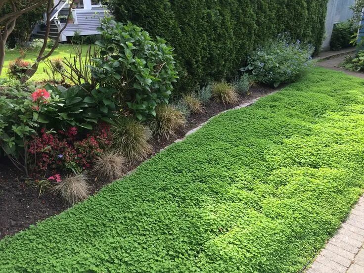 Клевер на участке фото Micro Clover - Lawn alternative Lawn alternatives, Clover lawn, Backyard landsca