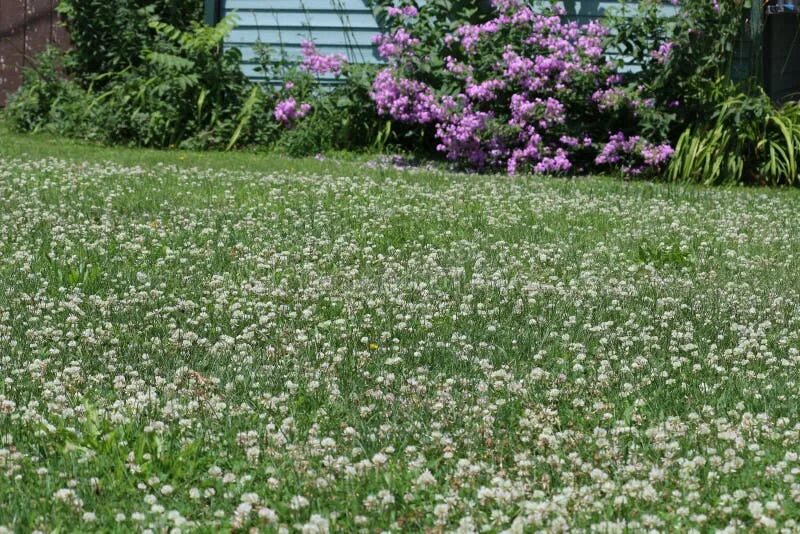 Клевер на участке фото 2,673 White Clover Leaves Flowers Stock Photos - Free & Royalty-Free Stock Photo