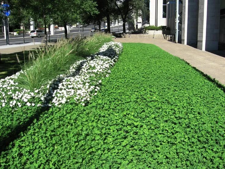 Клевер на участке фото clover lawn Lawn alternatives, Clover lawn, Home landscaping