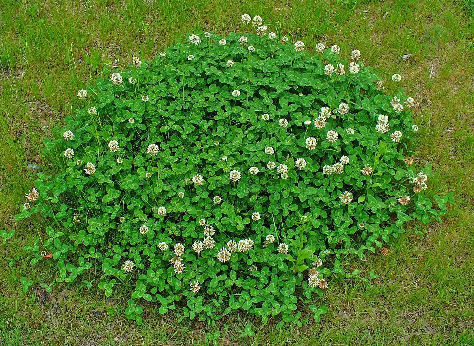 Клевер на участке фото File:Trifolium repens 001.JPG - Wikimedia Commons