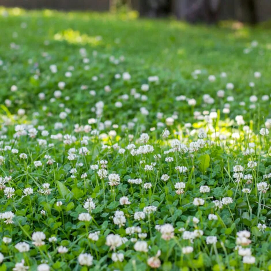 Клевер трава фото газон Clover in lawns / RHS Gardening