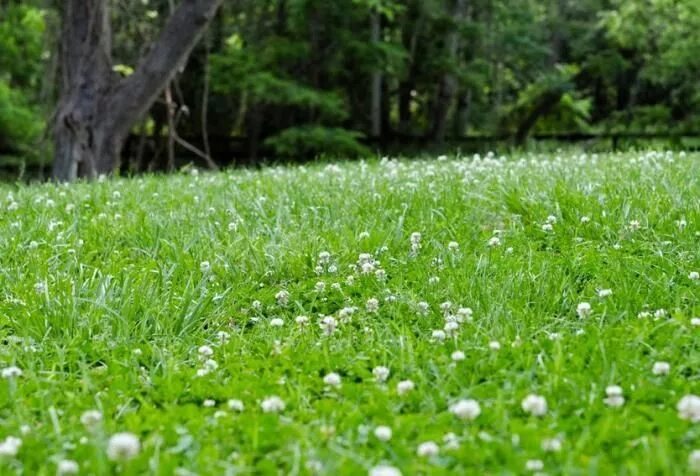 Клевер трава фото газон Fields of Green: 5 Favorite Lawn Substitutes - Gardenista Clover lawn, Lawn alte