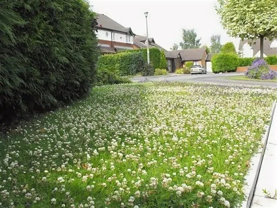 Клевер трава фото газон modern lawn alternatives california - Google Search Meadow ... Lawn alternatives