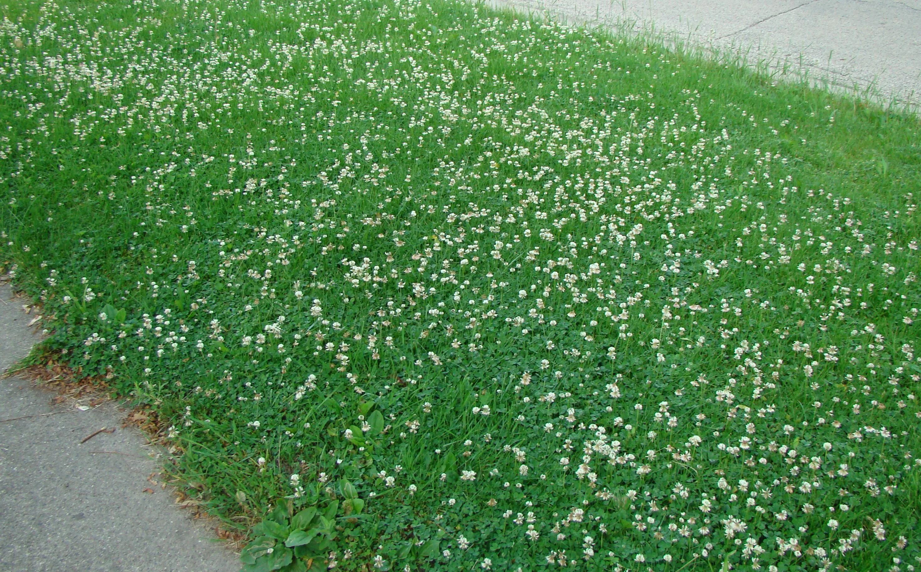 Клевер трава фото газон Future lawn will be nothing but clover, pretty pretty clover. Clover lawn, Lawn,