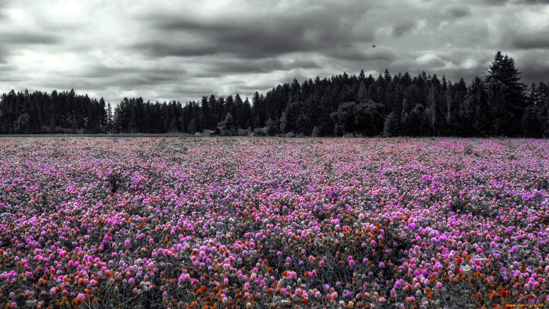 Клеверное поле фото Скачать обои природа, луга, клевер из раздела Природа, в разрешении 1920x1080