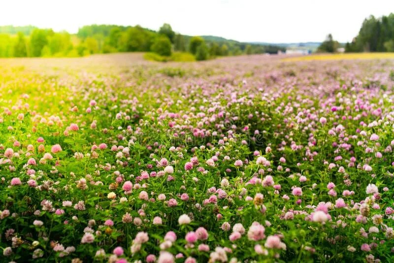 Клеверное поле фото Trifolium Pratense. Thickets of a Blossoming Clover Stock Photo - Image of natur